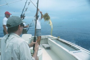 Steve Kijak, mate on the Sea Boots, hauls in a 19-pound dolphin caught by Ben Iannotta, a Keys freelance writer. Photo by Chris Dummit. Photo on main page shows the marlin that won the Drambuie Key West Marlin Tournament. Photo by Bob Niemi.