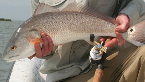red fish