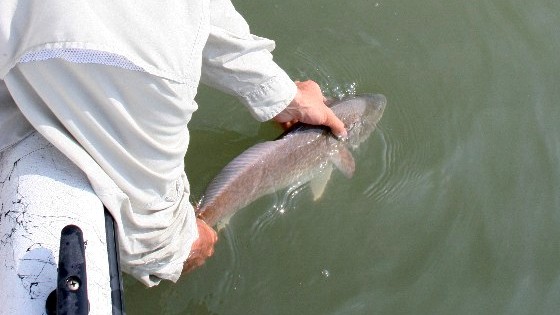 releasing redfish