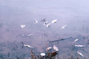 fish kill
