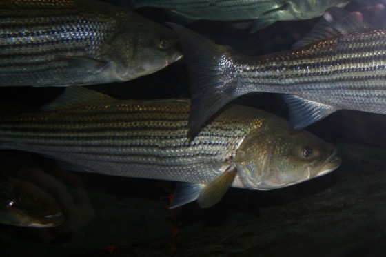 striped bass fish