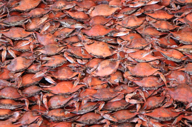 What is the Best Bait for Crabbing? - Chicken Necks, Legs, or