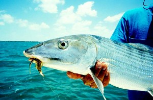 Bonefish are one of the most prized and popular targets of flats fishermen.