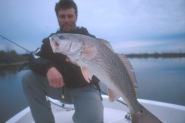 Lafitte guide Theophile Bourgeois holds one of the hardy redfish readily caught at this time of the year in the south Louisiana canals.
