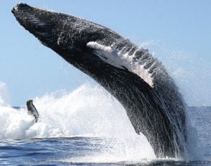 Whale vs. Sailboat ‘An Awesome Experience’ thumbnail