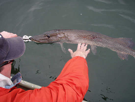 Proper Catch and Release Practices