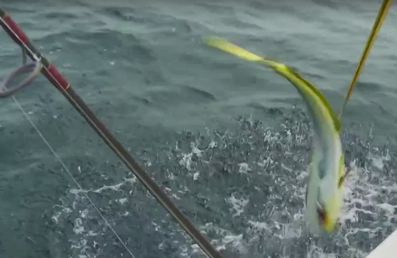 Bailing for mahi-mahi is the best way to catch these fish.