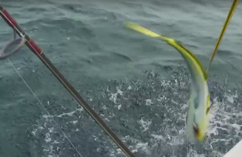 Essential Guide To Catching Mahi Mahi: Best Lures And Techniques 