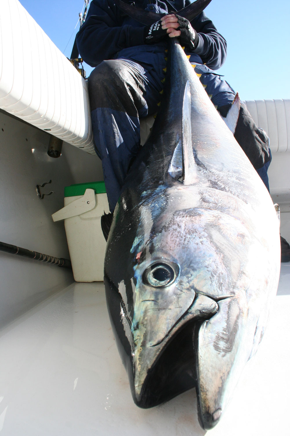 While this bluefin tuna qualifies as a “giant” at over 73” in length, it’s rather average for a giant bluefin caught off the outer banks.