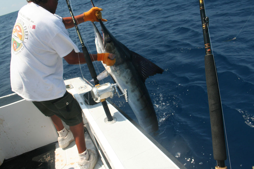 A strut down Marlin Boulevard could lead to catches like a striped marlin. Photo by Kate Crandell.