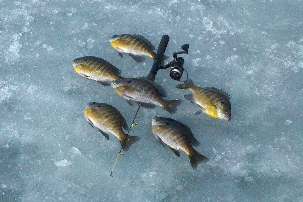 A tiny jig tipped with a meal worm or a similarly small bait can produce banner catches of panfish through the ice, like these bluegills.
