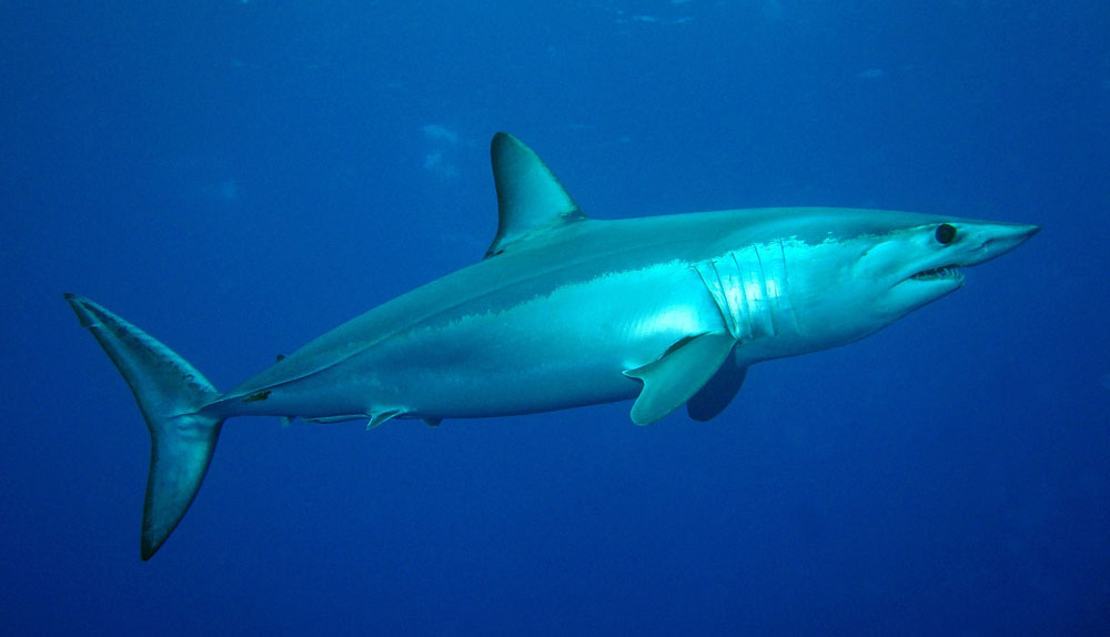 Mako sharks are a top attraction, for Southern California deep sea anglers. Photo by Patrick Doll.